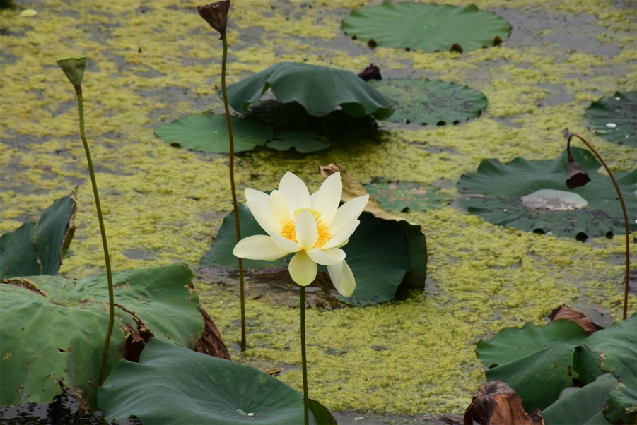 �Ϻ����԰ 059.JPG