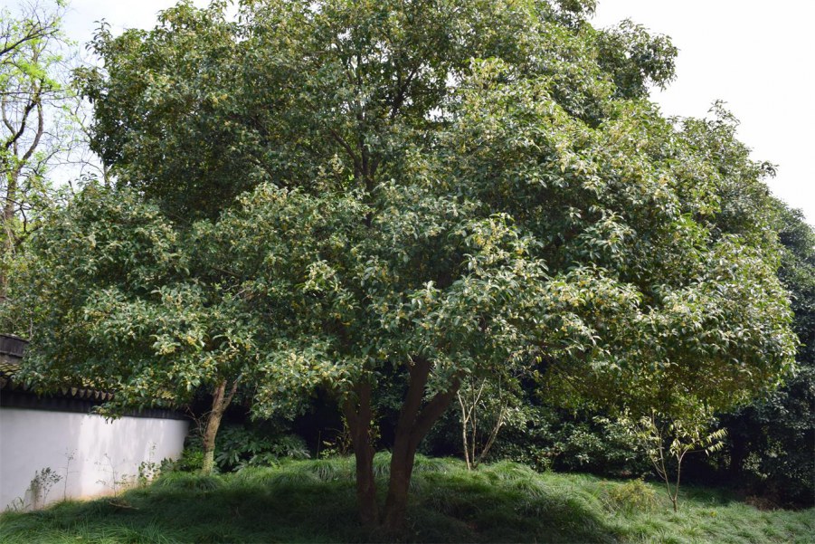 �Ϻ����԰ 084.JPG