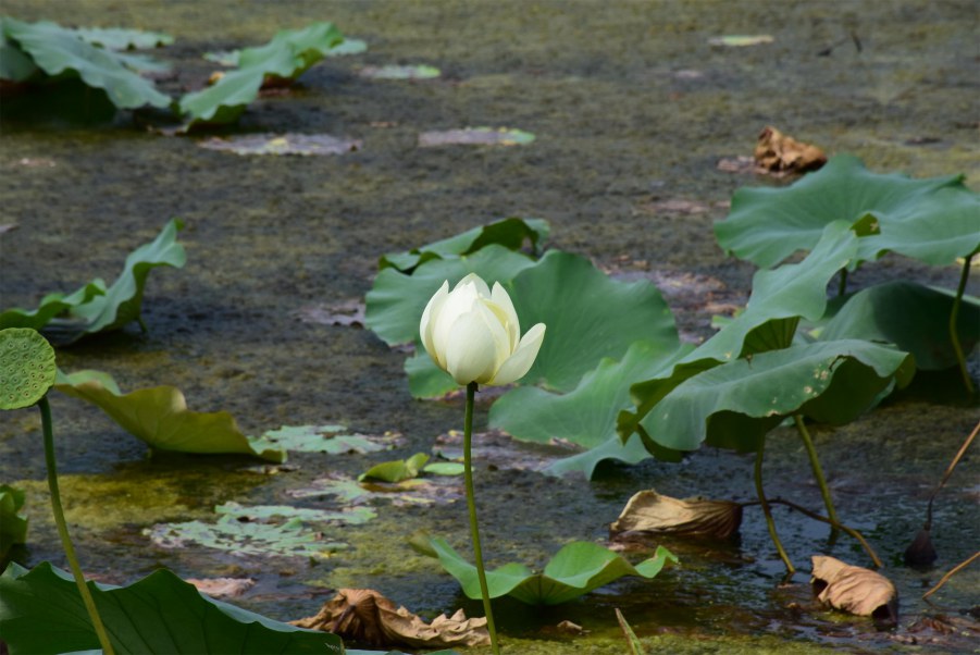 �Ϻ����԰ 137.JPG