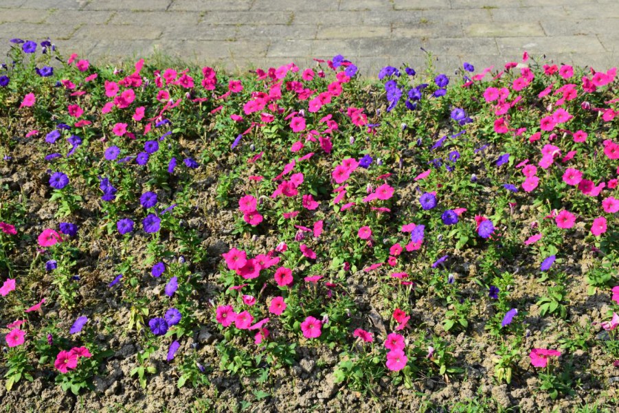 �Ϻ����԰ 155.JPG