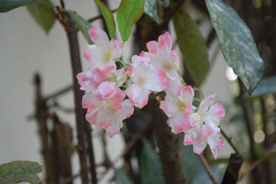 �Ϻ����԰ 170.JPG