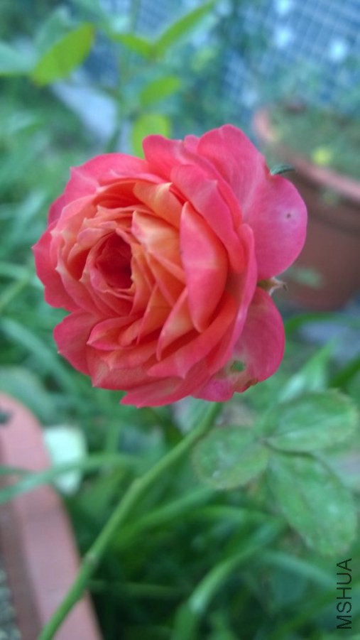 IMG_6630.jpg