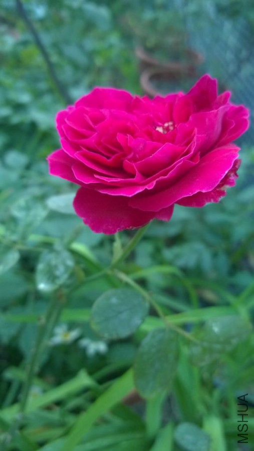 IMG_6631.jpg