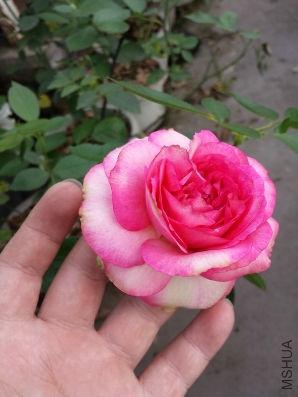20140906_171908.jpg