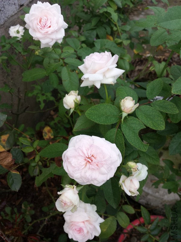20140906_172152.jpg