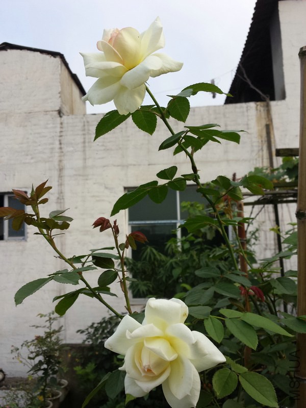20140906_172333.jpg