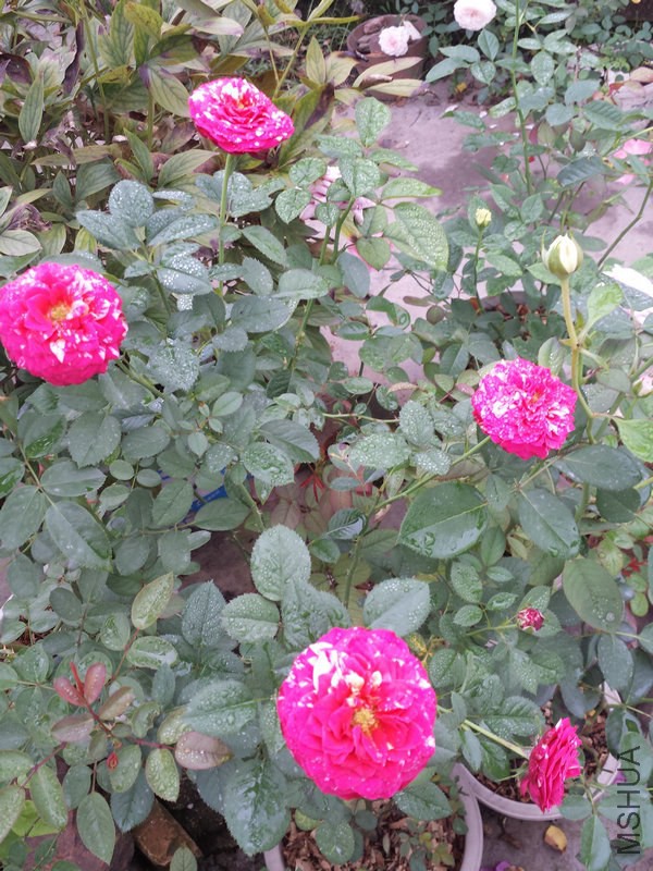 20140914_085634.jpg