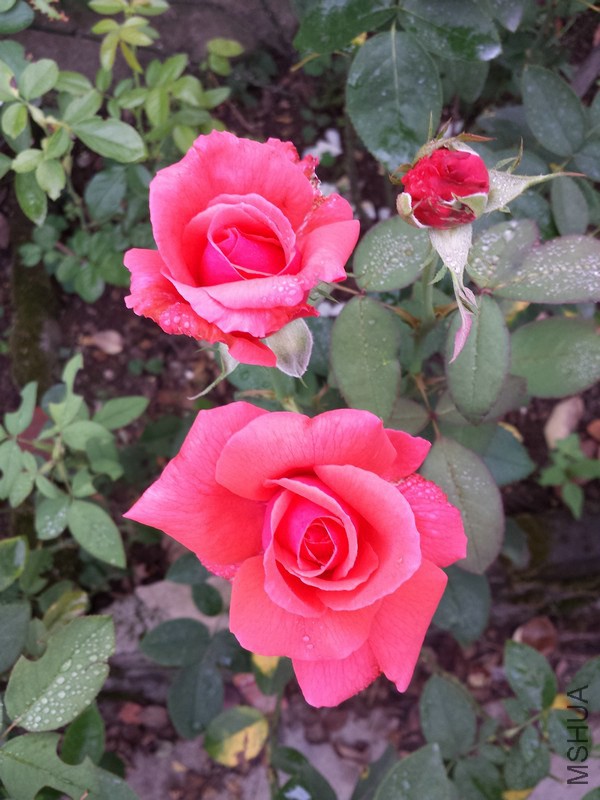 20140914_091215.jpg