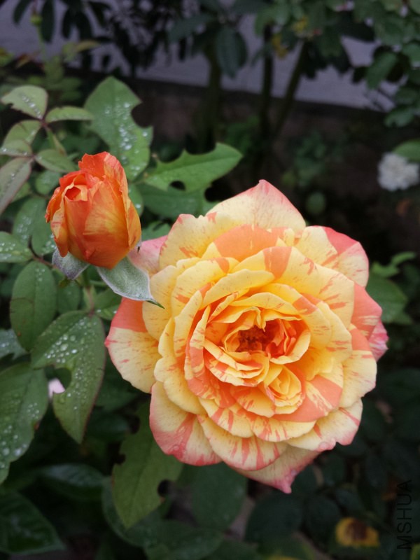 20140914_091257.jpg