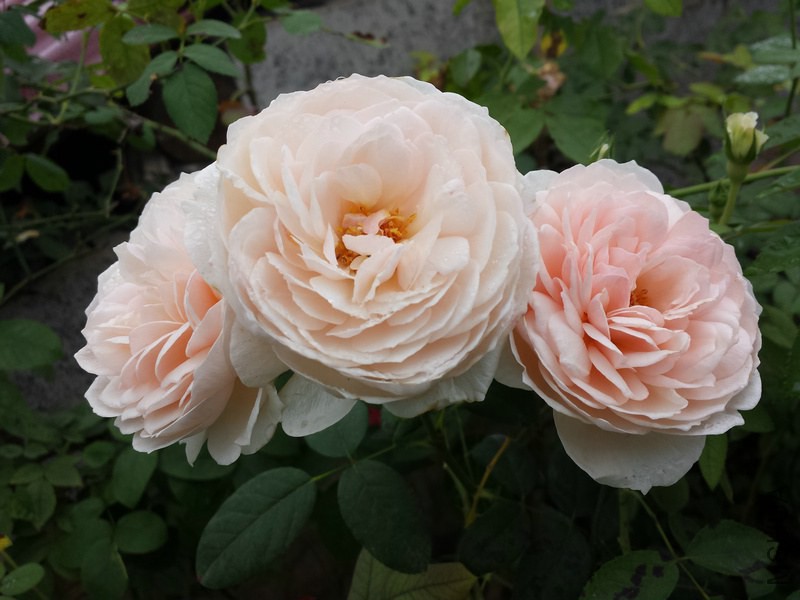 20140914_094554.jpg