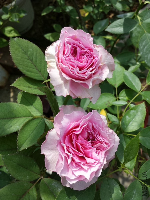 20140921_105209.jpg