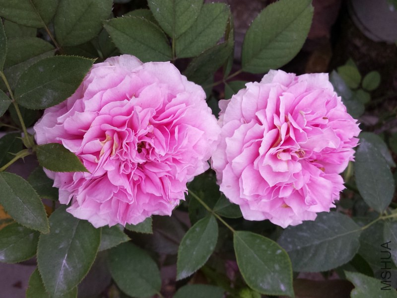 20140925_075249.jpg