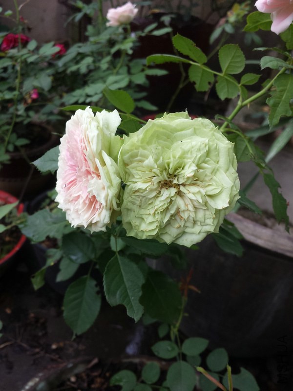 20141002_112408.jpg