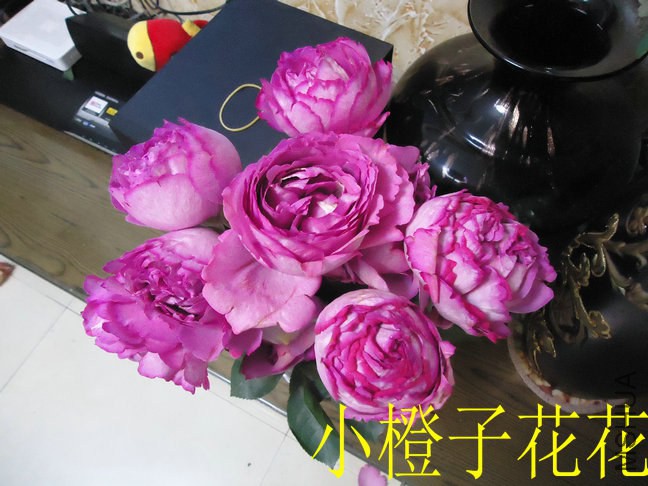 DSC02507.jpg