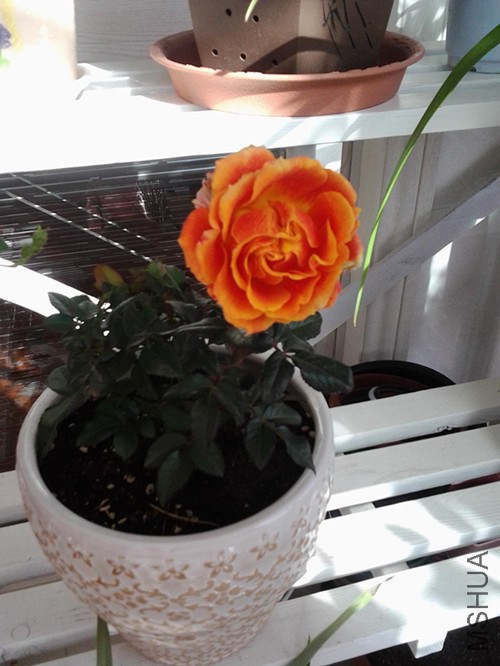 ����¡��ɫ���������ڶ�������һ���²�ɢ��ȱ�㳤��̫��