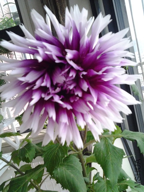 20140603_173448_����.jpg
