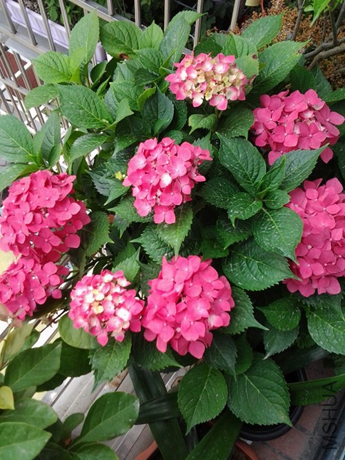 20140619_144800_����.jpg