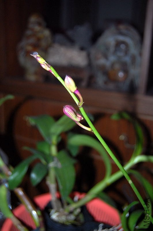 DSC_00740074.JPG