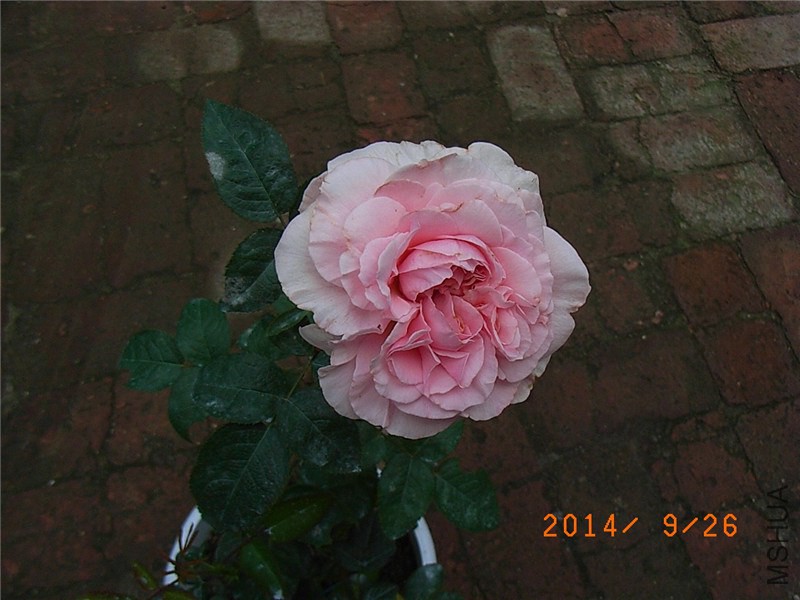 ������ (1).JPG