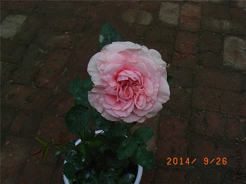 ������ (2).JPG