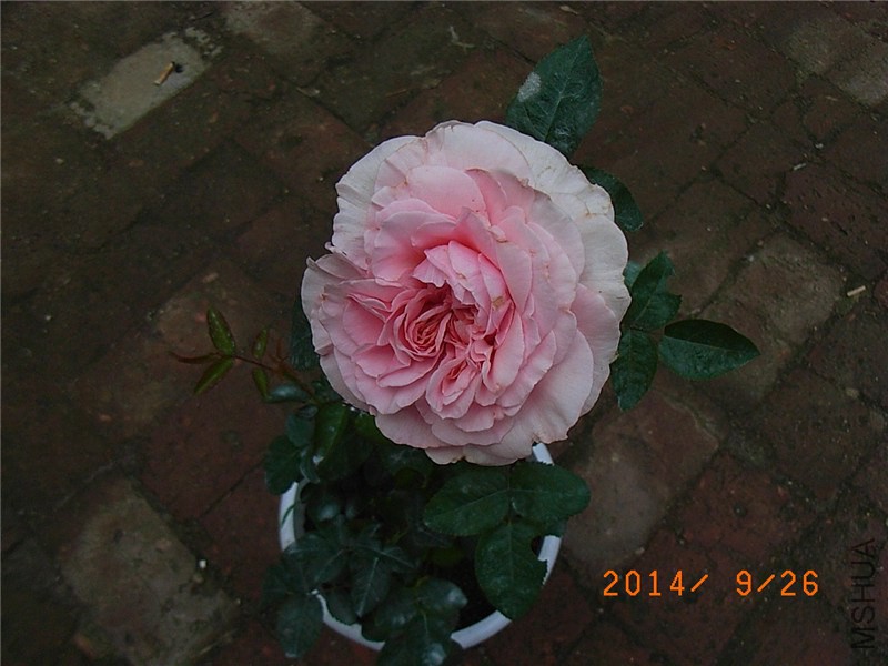 ������ (3).JPG