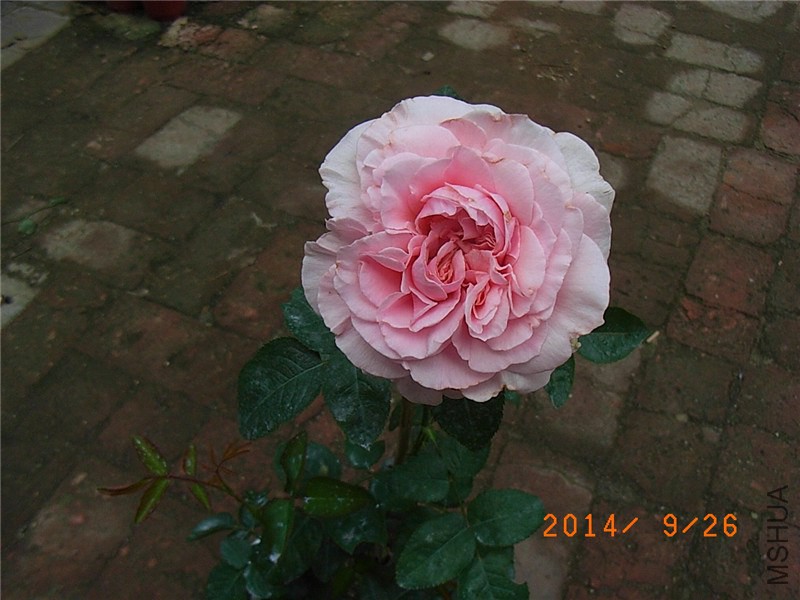 ������ (4).JPG