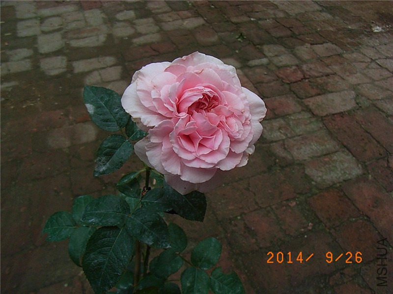 ������ (5).JPG