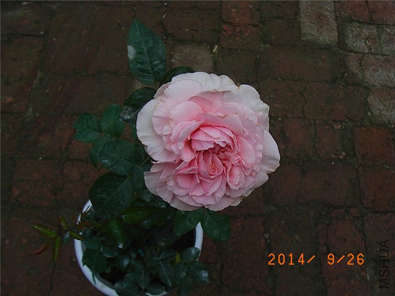 ������ (6).JPG