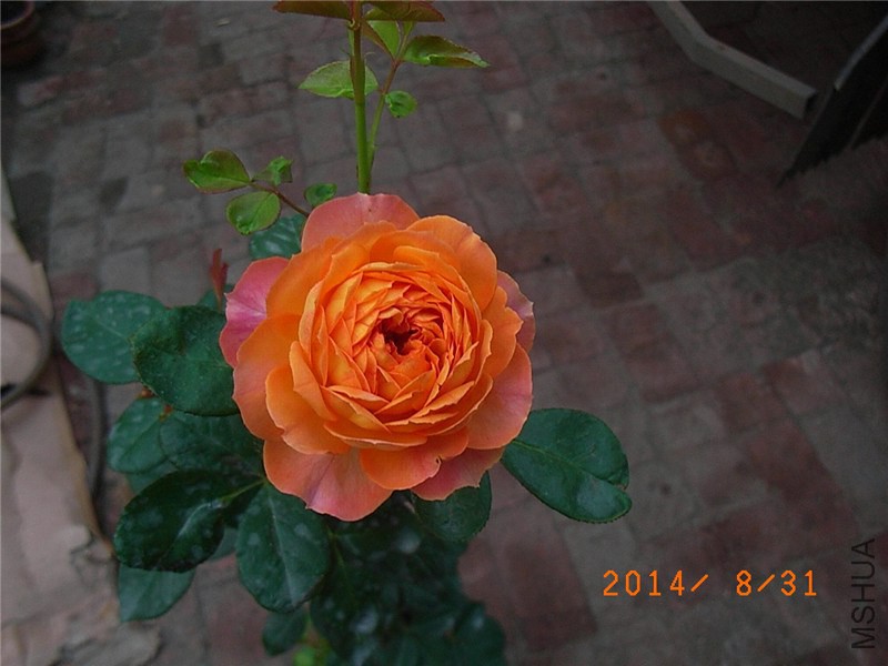 �۷佹�� (4).JPG