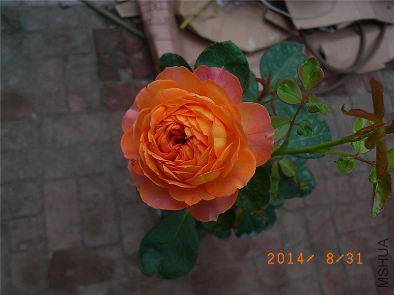 �۷佹�� (5).JPG