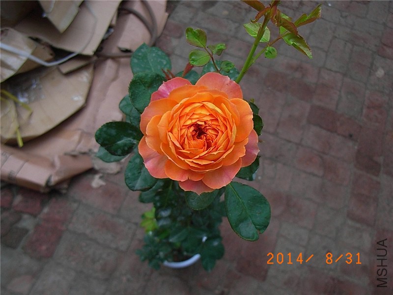 �۷佹�� (6).JPG