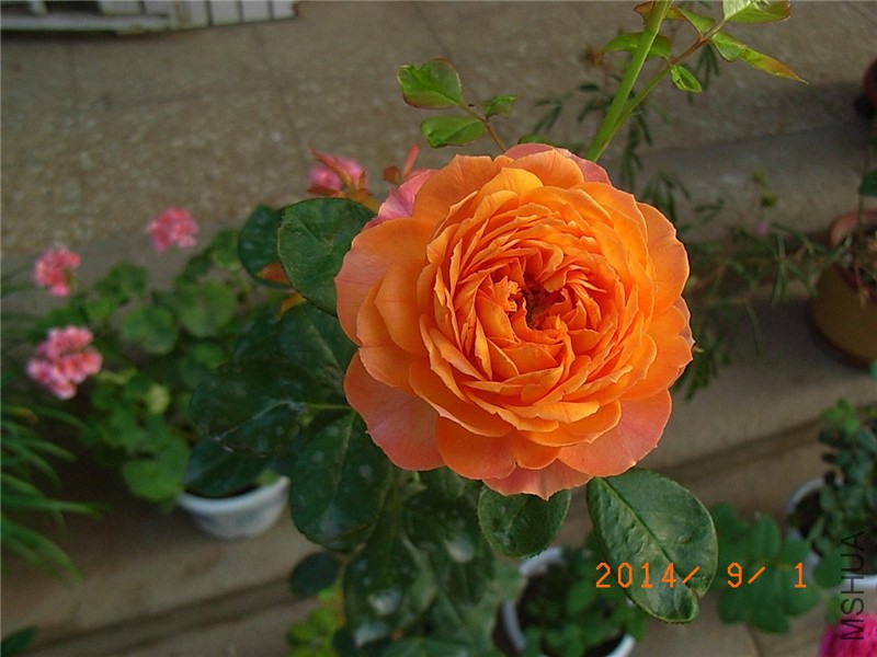 �۷佹�� (7).JPG