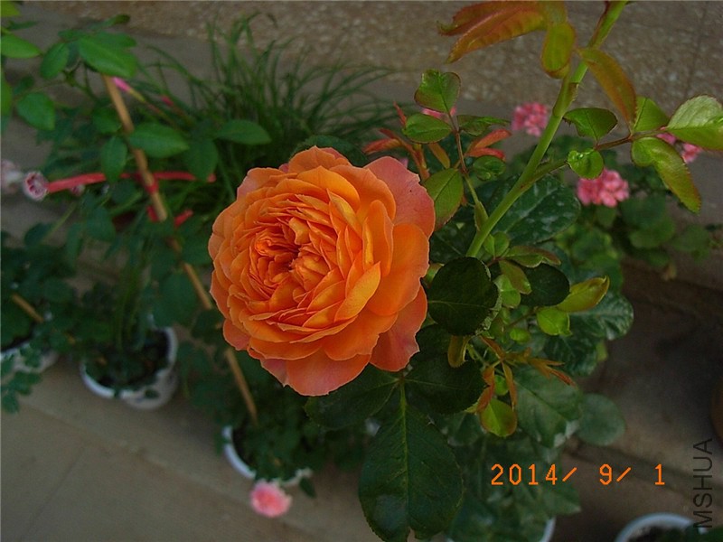 �۷佹�� (8).JPG