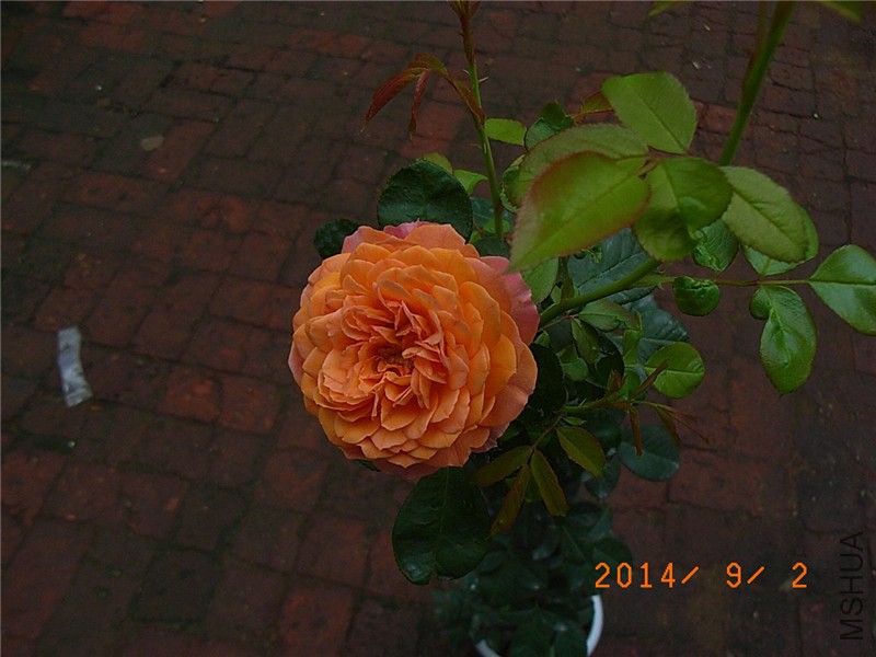 �۷佹�� (10).JPG