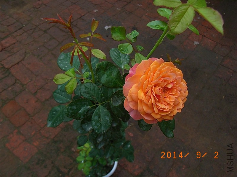 �۷佹�� (11).JPG