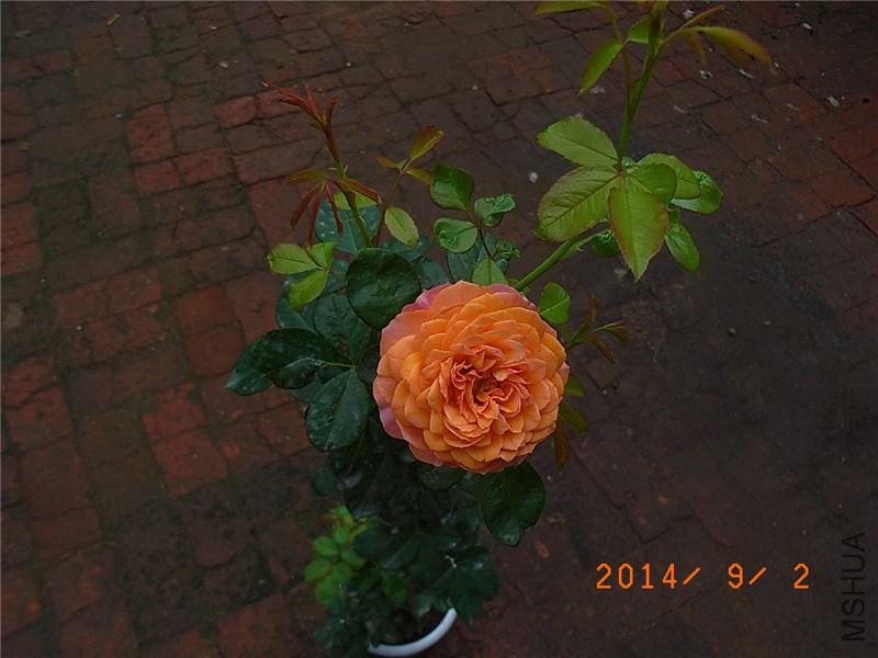 �۷佹�� (12).JPG