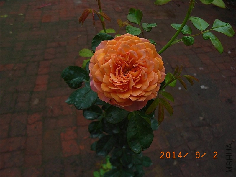 �۷佹�� (13).JPG