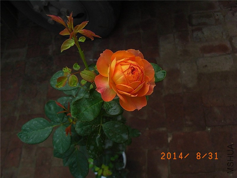 �۷佹�� (1).JPG