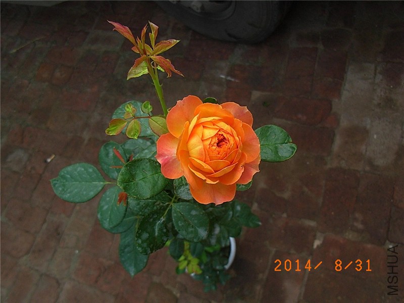 �۷佹�� (2).JPG