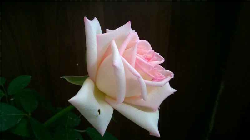 Ħ�ɸ繫�� (1).jpg