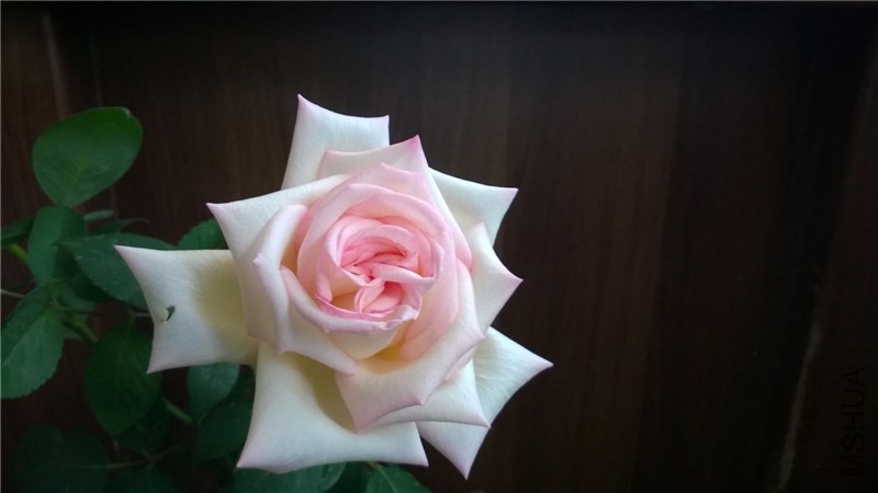 Ħ�ɸ繫�� (2).jpg