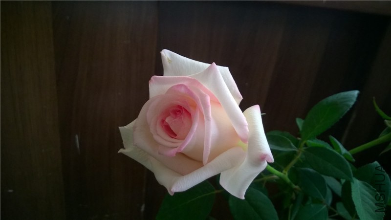 Ħ�ɸ繫�� (3).jpg