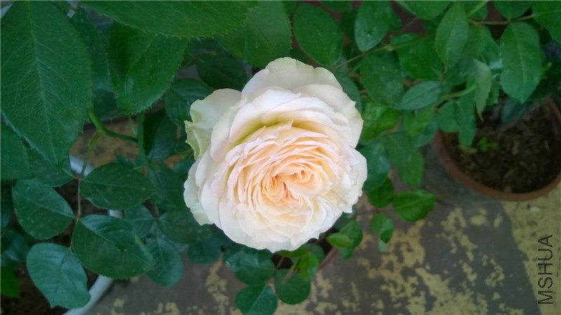 ����ѩɽA (3).jpg