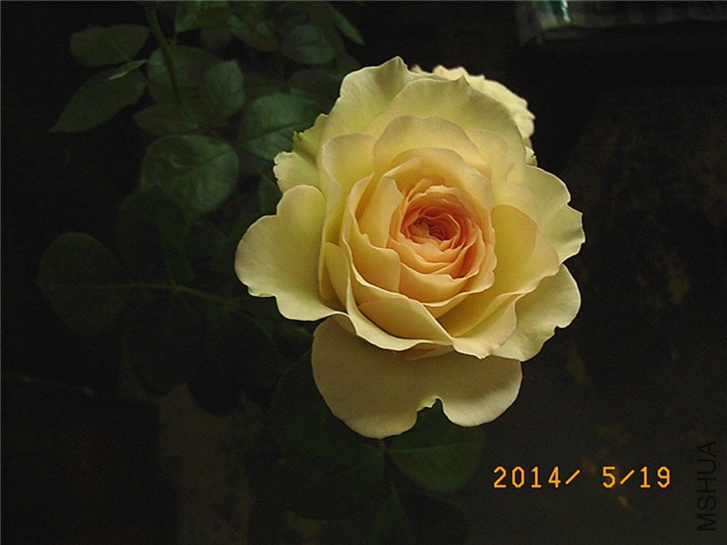 ����ѩɽA (5).JPG