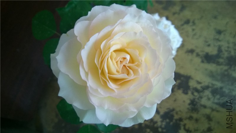 ����ѩɽA (7).jpg