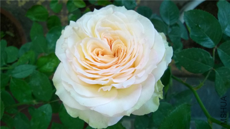 ����ѩɽA (8).jpg