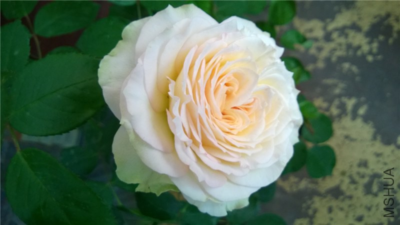 ����ѩɽA (9).jpg