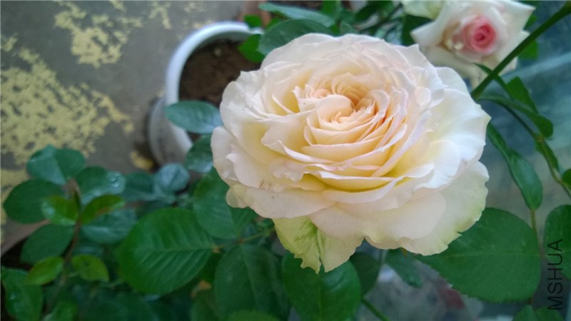 ����ѩɽA (10).jpg