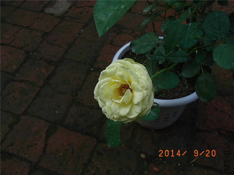 ������ɳ��ʯ (1).JPG