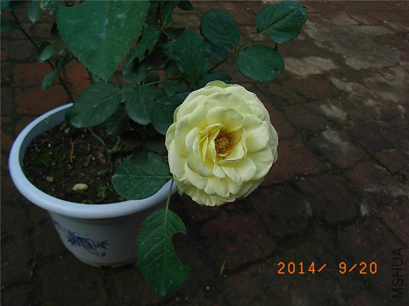 ������ɳ��ʯ (2).JPG